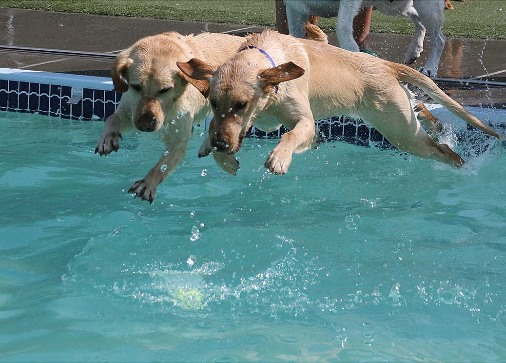 Two dogs jumping into a pool