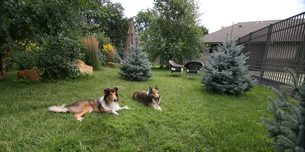 2 dogs laying the grass near a home