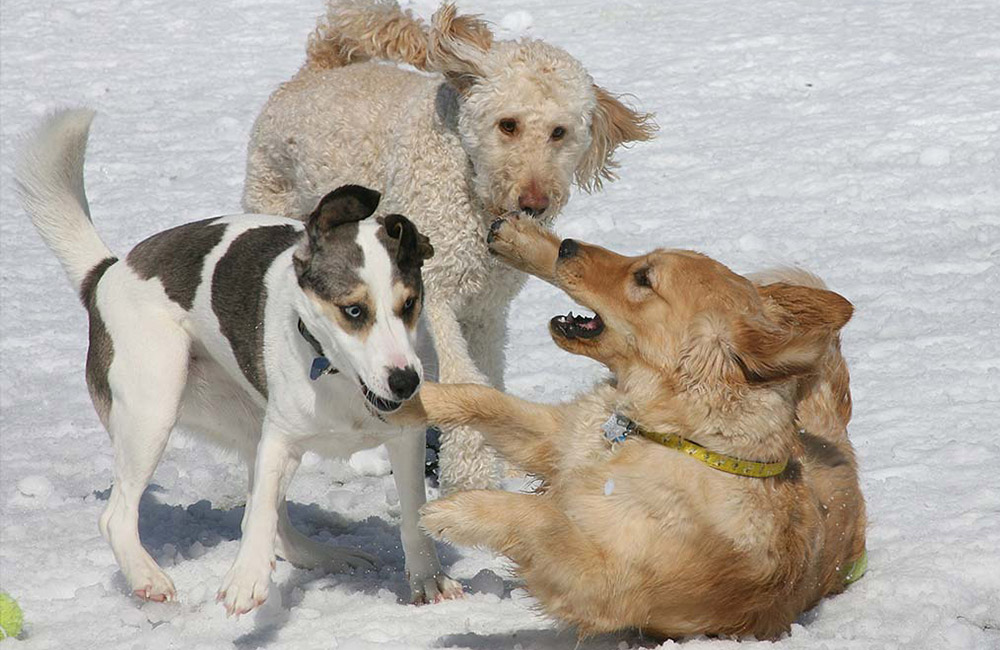 Three dogs rolling and playing in the snow