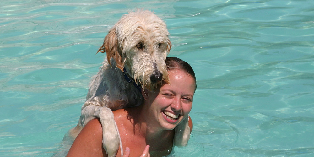 Person in a pool playing with a dog