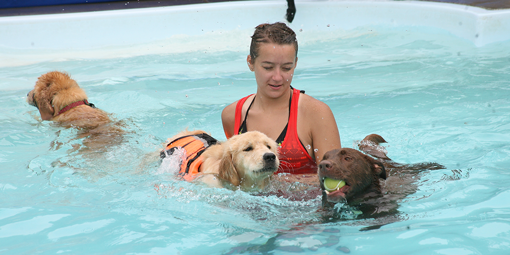 Person in a pool helping a dog swim