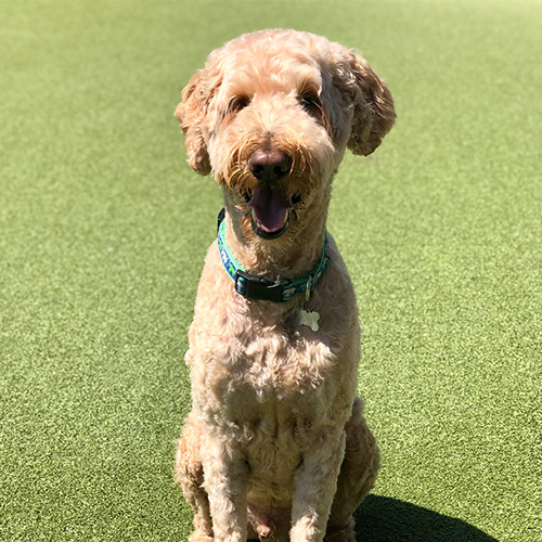 Happy dog sitting up in the grass