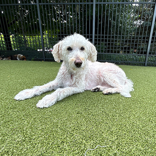 Dog sitting in the grass