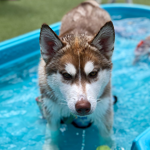 Dog in a small pool