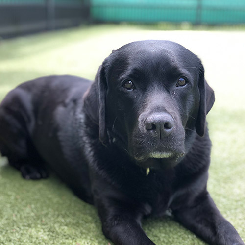 Dog sitting outside on a sunny day