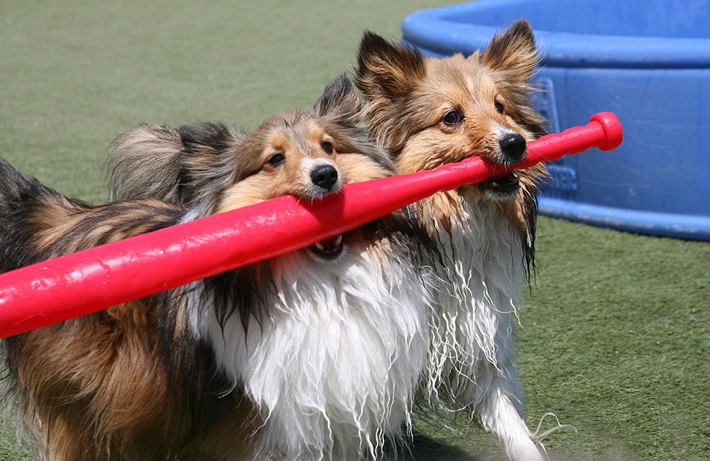 2 dogs carrying a red bat together