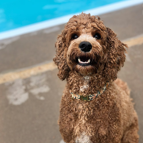 Dog sitting next to a pool