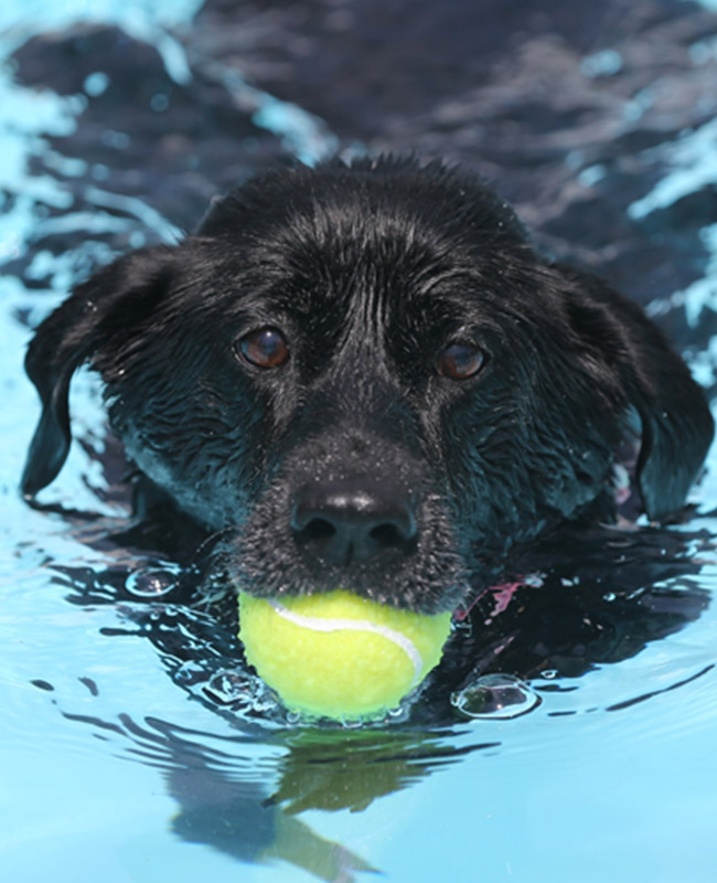 Dog swimming with a ball in it's mouth