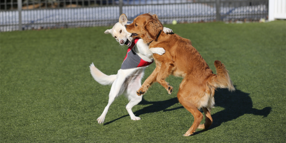 2 Large dogs standing on hind legs playing