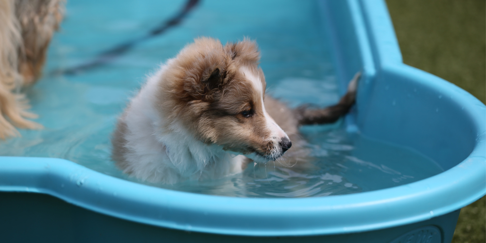 A puppy playing in a baby pool