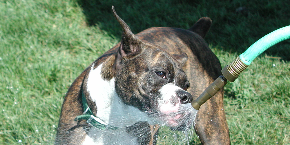 A dog playing in the water from a hose