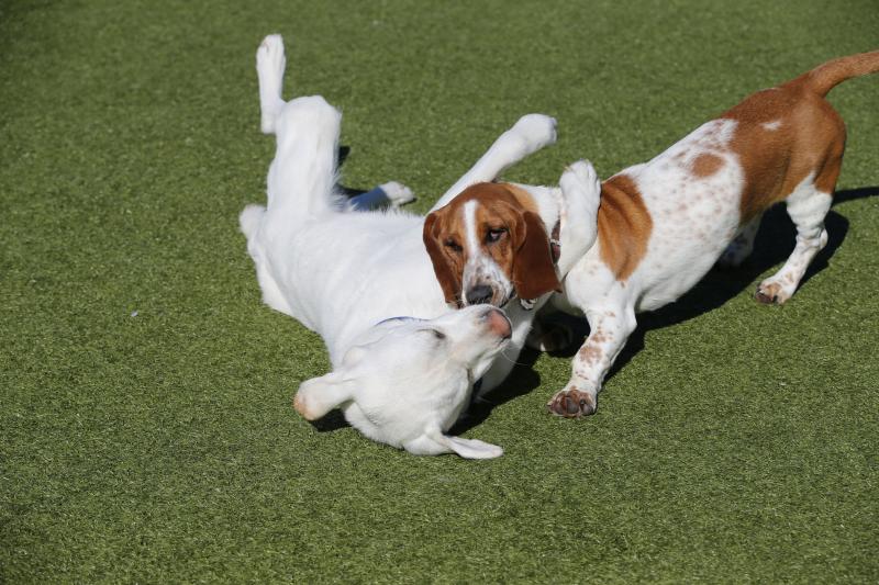 2 dogs playing in the grass