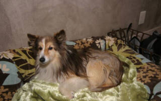 An older dog laying on a blanket0