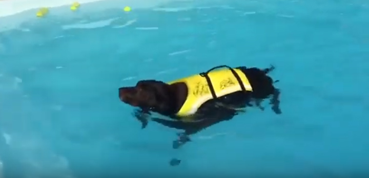 Dog, wearing a life jacket, swimming in a pool