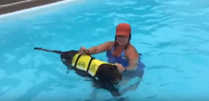 Person helping a dog, wearing a life jacket, swim in a pool