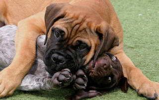 A large dog and smaller dog wrestling