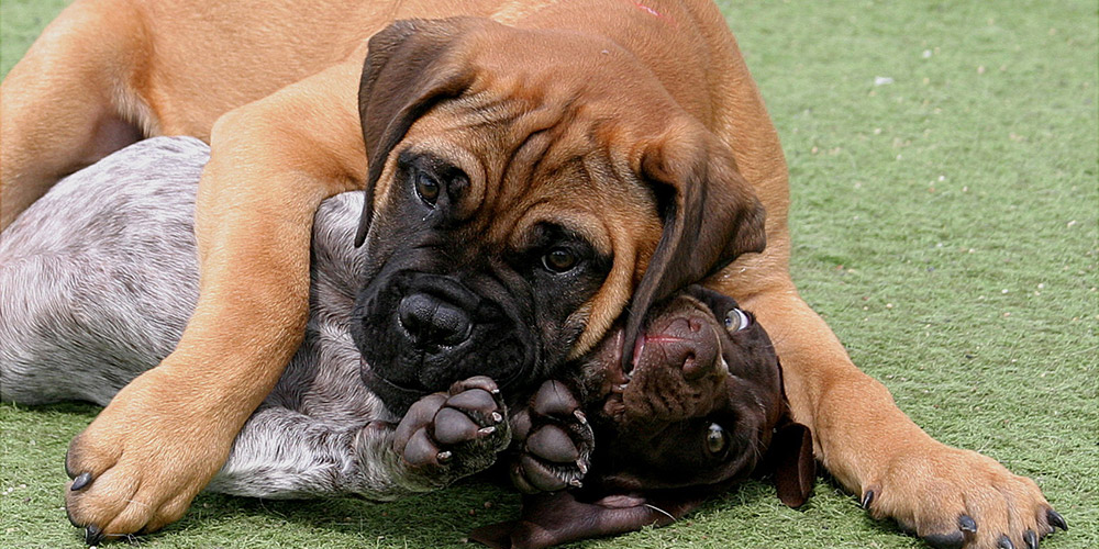 A large dog and smaller dog wrestling