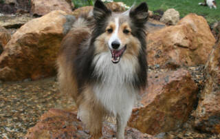 Happy dog standing on a rock