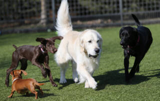 4 different dogs running together