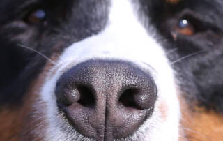 Close up of a dog's nose