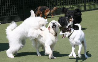 3 dogs running and playing together, another dog in the background