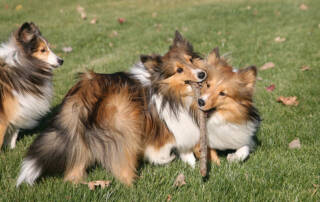 3 dogs in the yard together