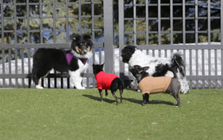 Four dogs together in a fenced area