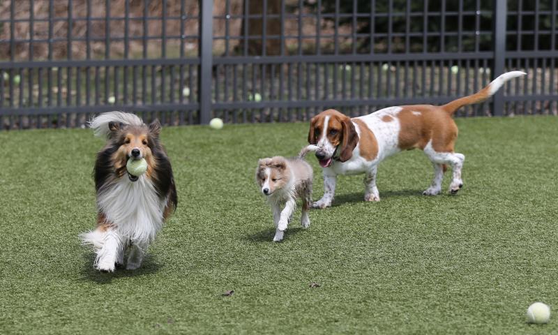 3 Dogs playing in a yard