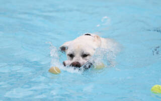 A dog swimming in a pool