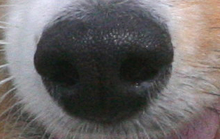 Close up of a dog's nose