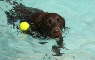 A dog swimming