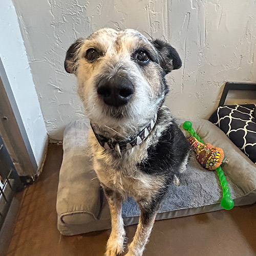 Dog sitting inside on a dog bed